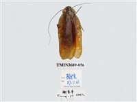 藏品(蜚蠊(2))的圖片